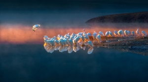 Salon Honorable Mention